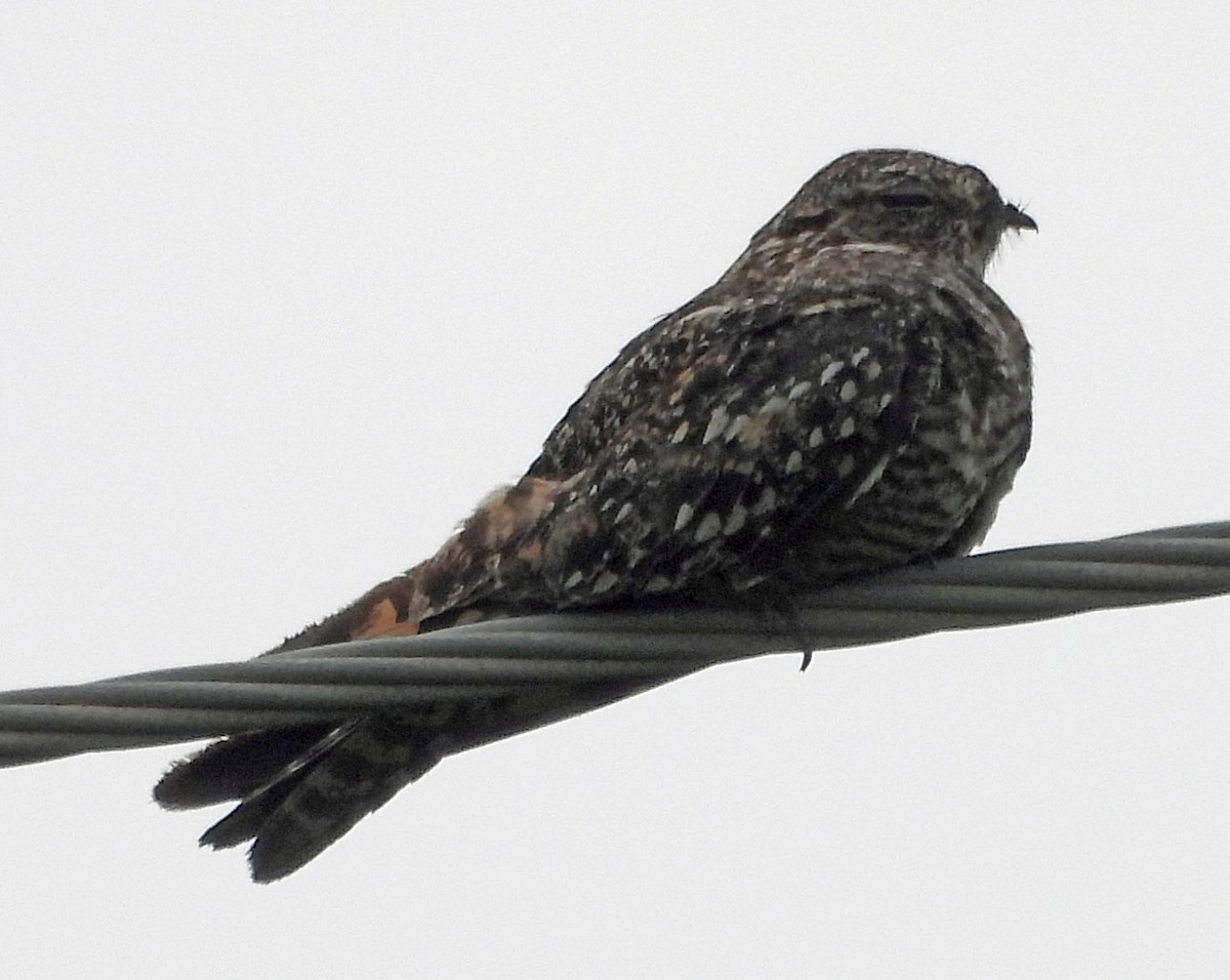 Lesser Nighthawk - Danilo Moreno