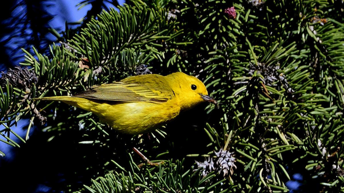 Paruline jaune - ML463856121