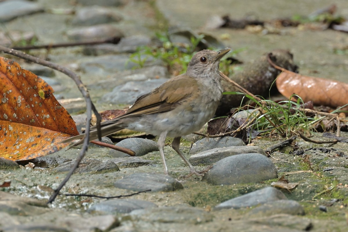 Pale-breasted Thrush - ML463856131