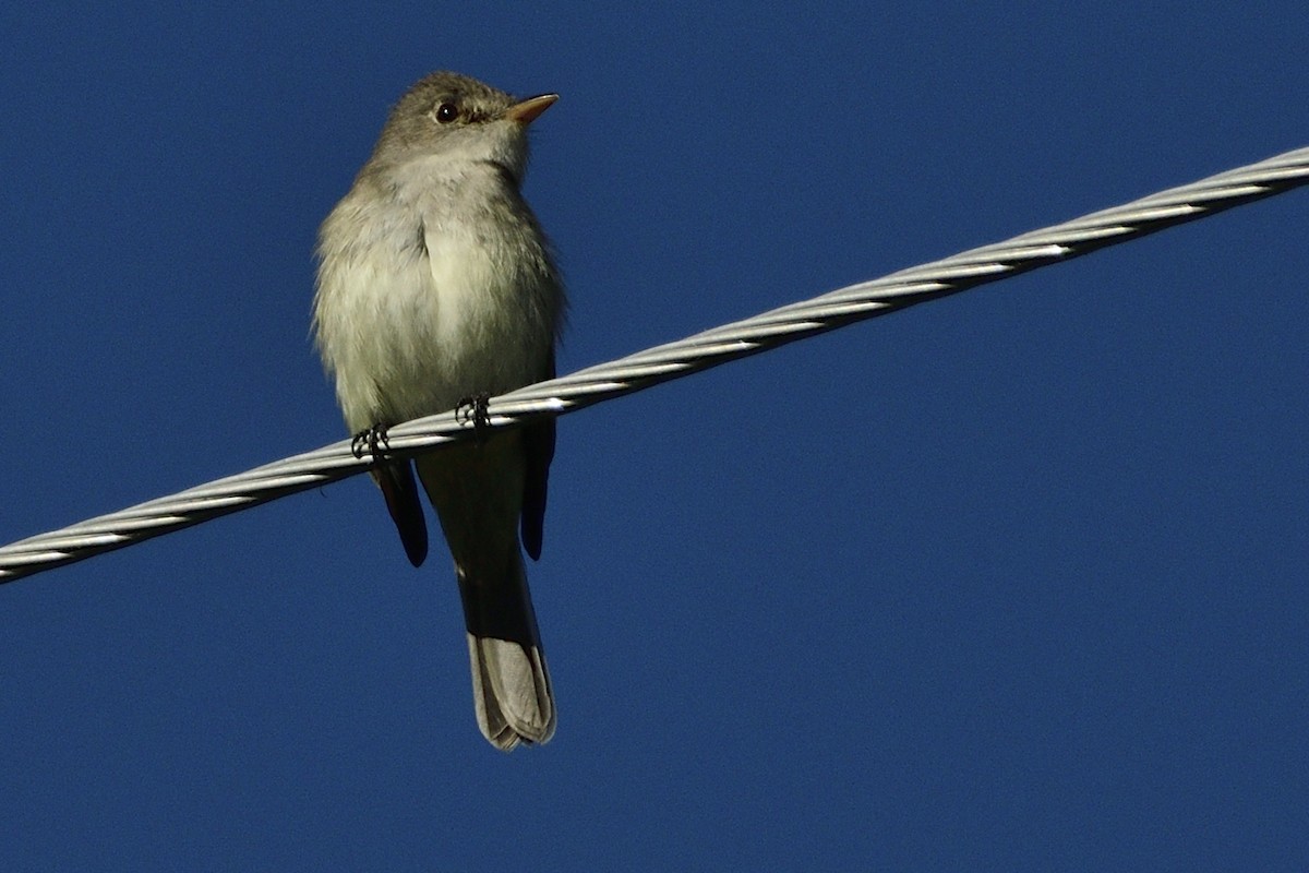 Willow Flycatcher - ML463856221