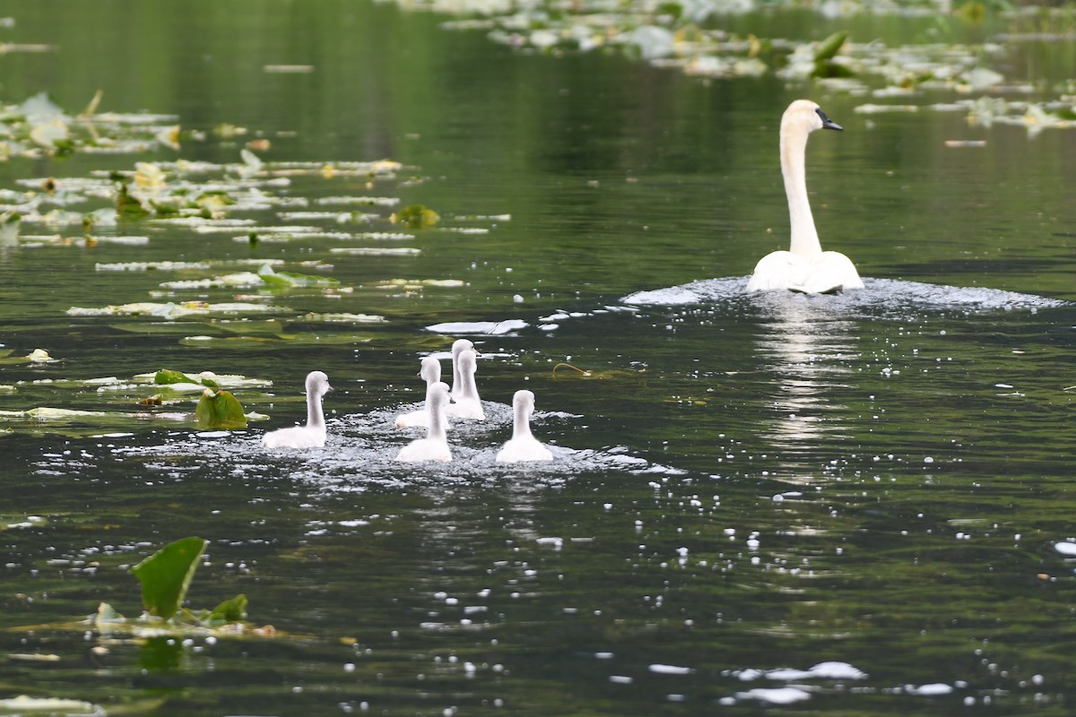 Trumpeter Swan - Brad Hunter