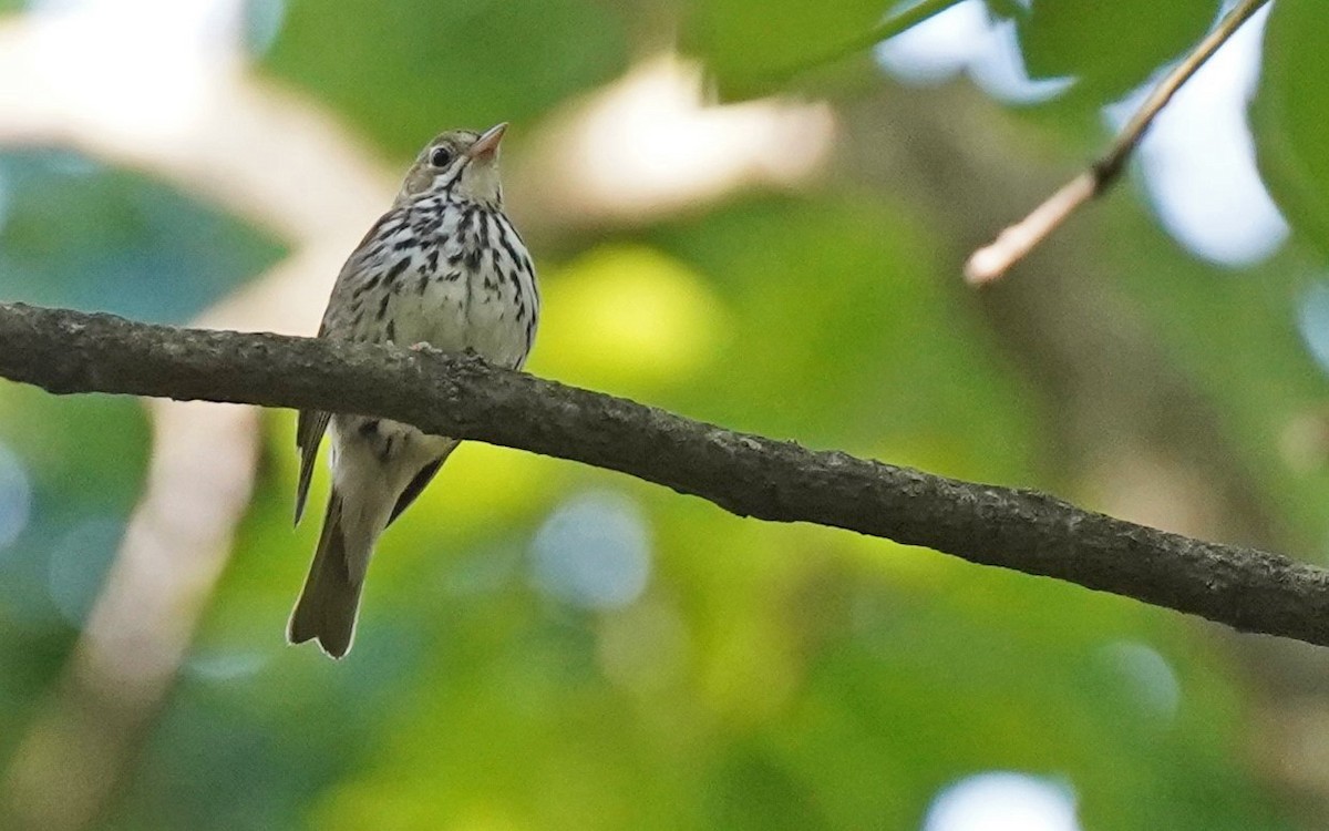 Ovenbird - ML463857721