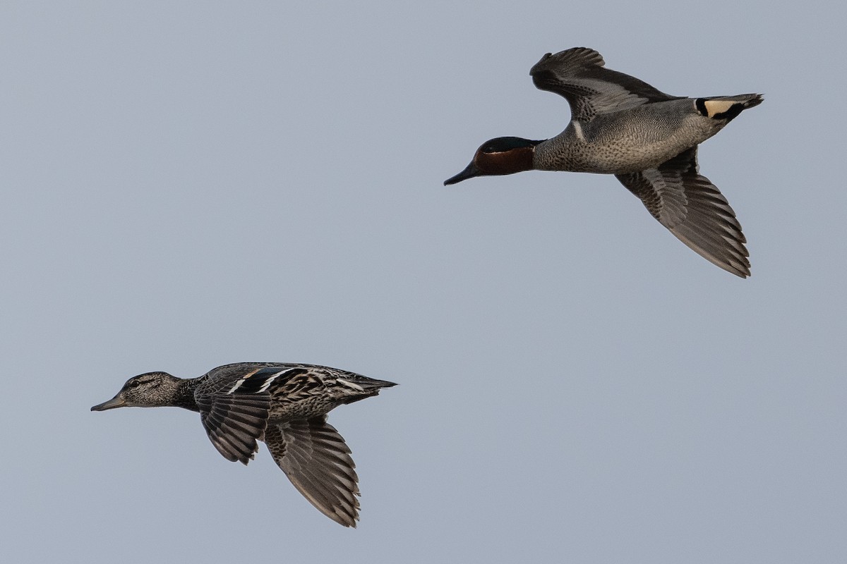 Green-winged Teal - ML463858431