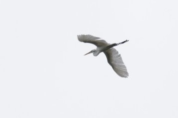 Great Egret - ML463858951