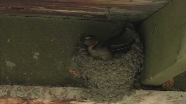 Cliff Swallow - ML463859