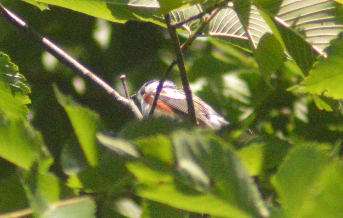 Chestnut-sided Warbler - ML463859111