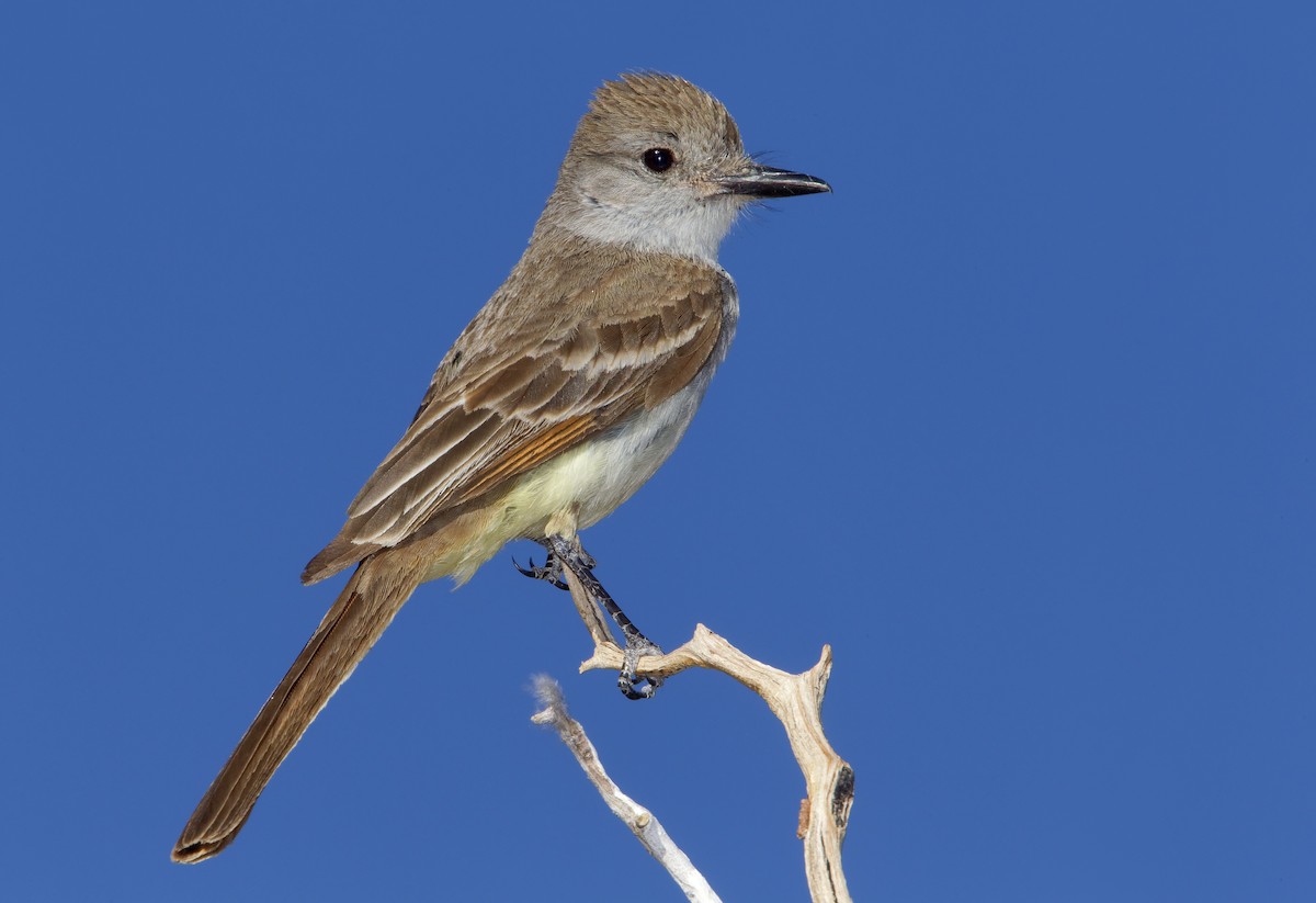 Ash-throated Flycatcher - ML463859211