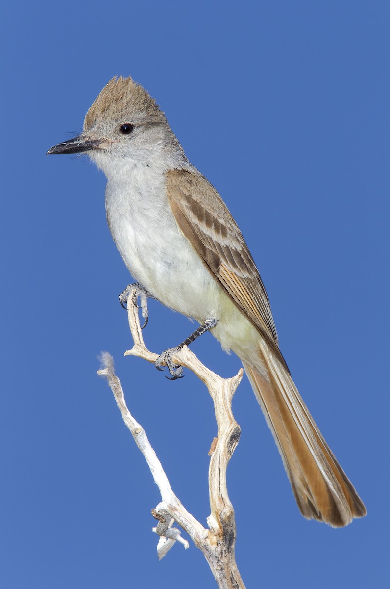 Ash-throated Flycatcher - ML463859241