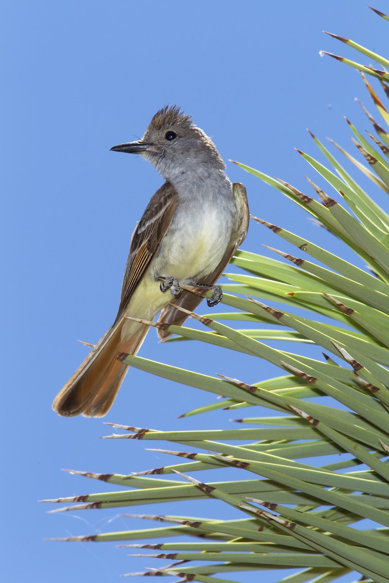 Ash-throated Flycatcher - ML463859251