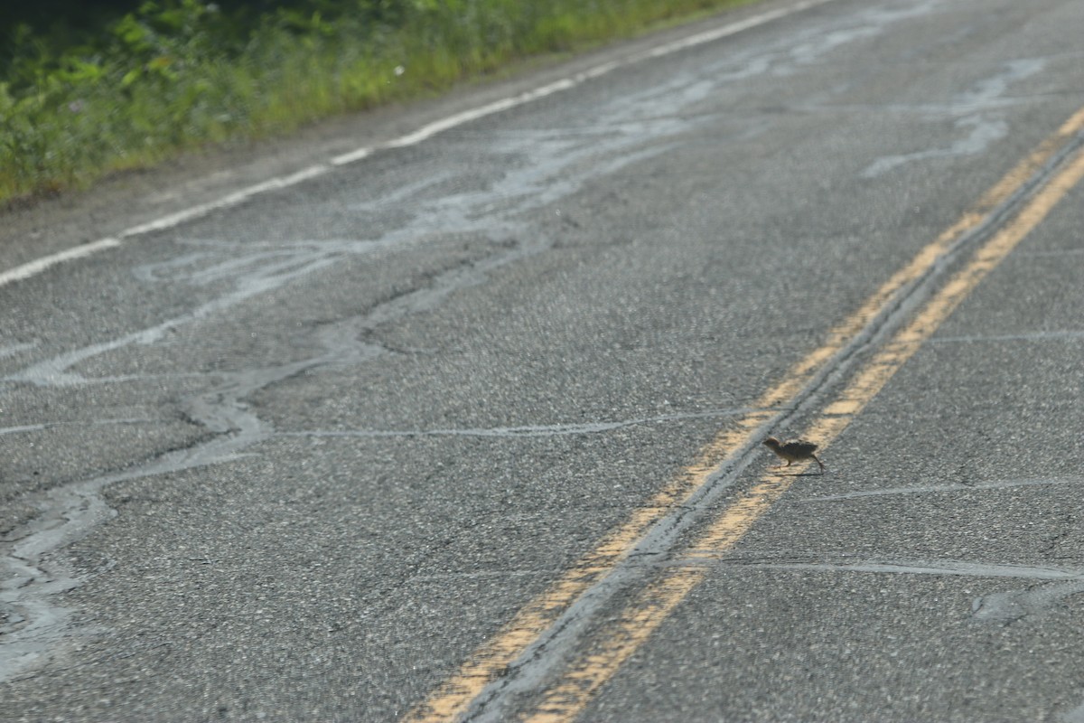 Ruffed Grouse - ML463859311