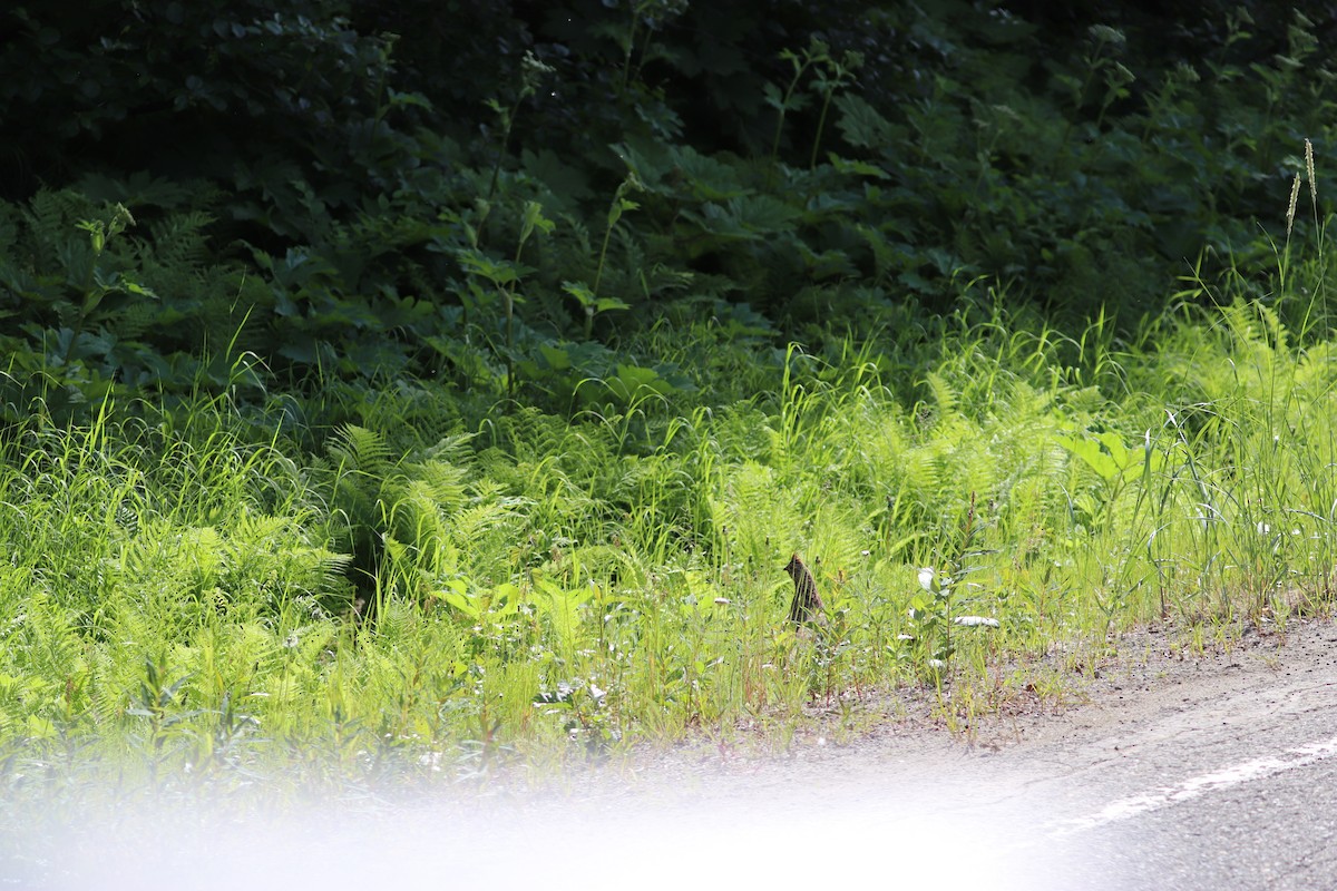 Ruffed Grouse - ML463859321