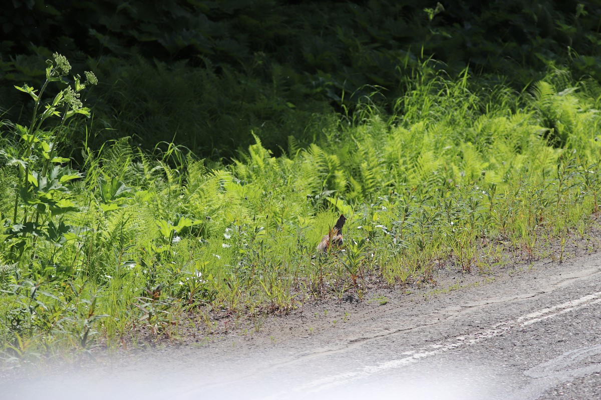 Ruffed Grouse - ML463859351