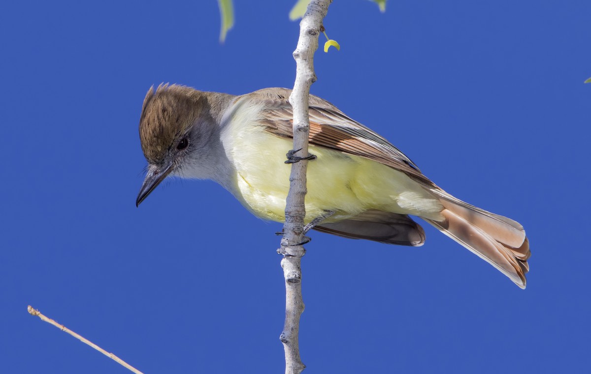 Brown-crested Flycatcher - Mark Chappell