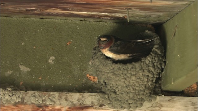 Cliff Swallow - ML463860