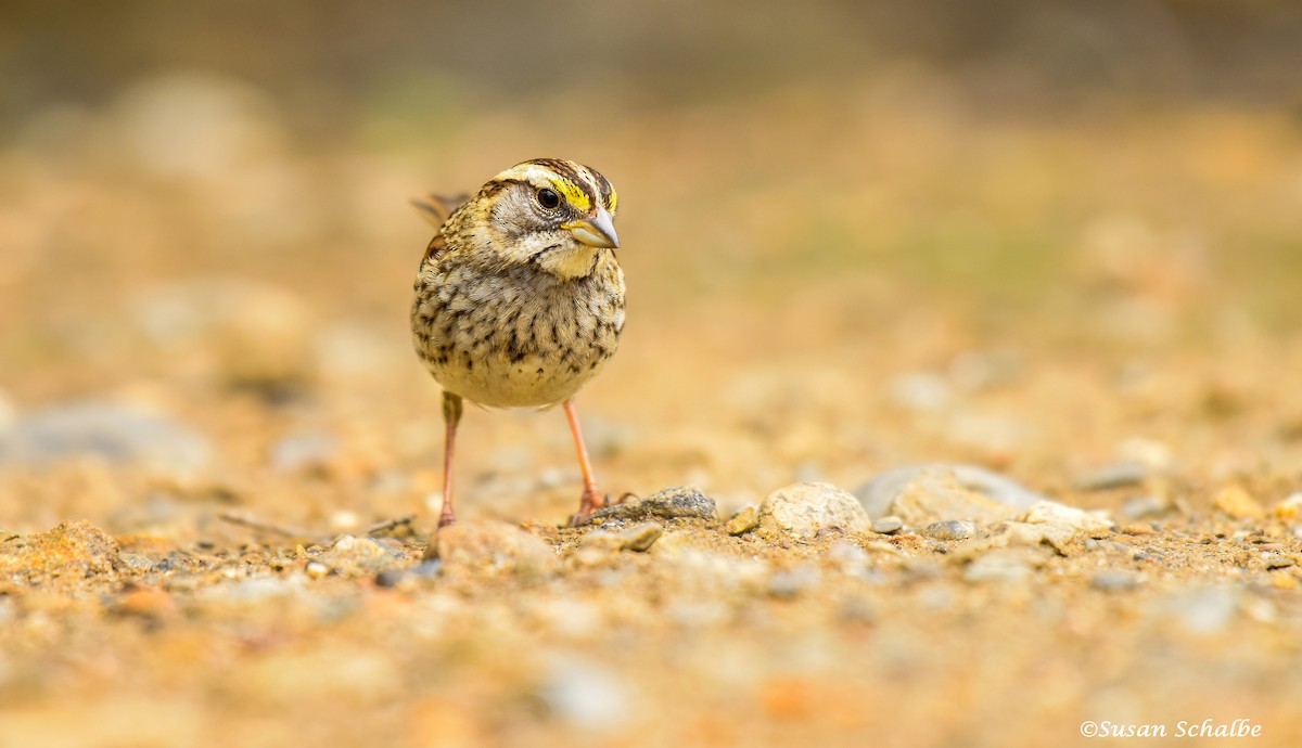 White-throated Sparrow - ML46386001