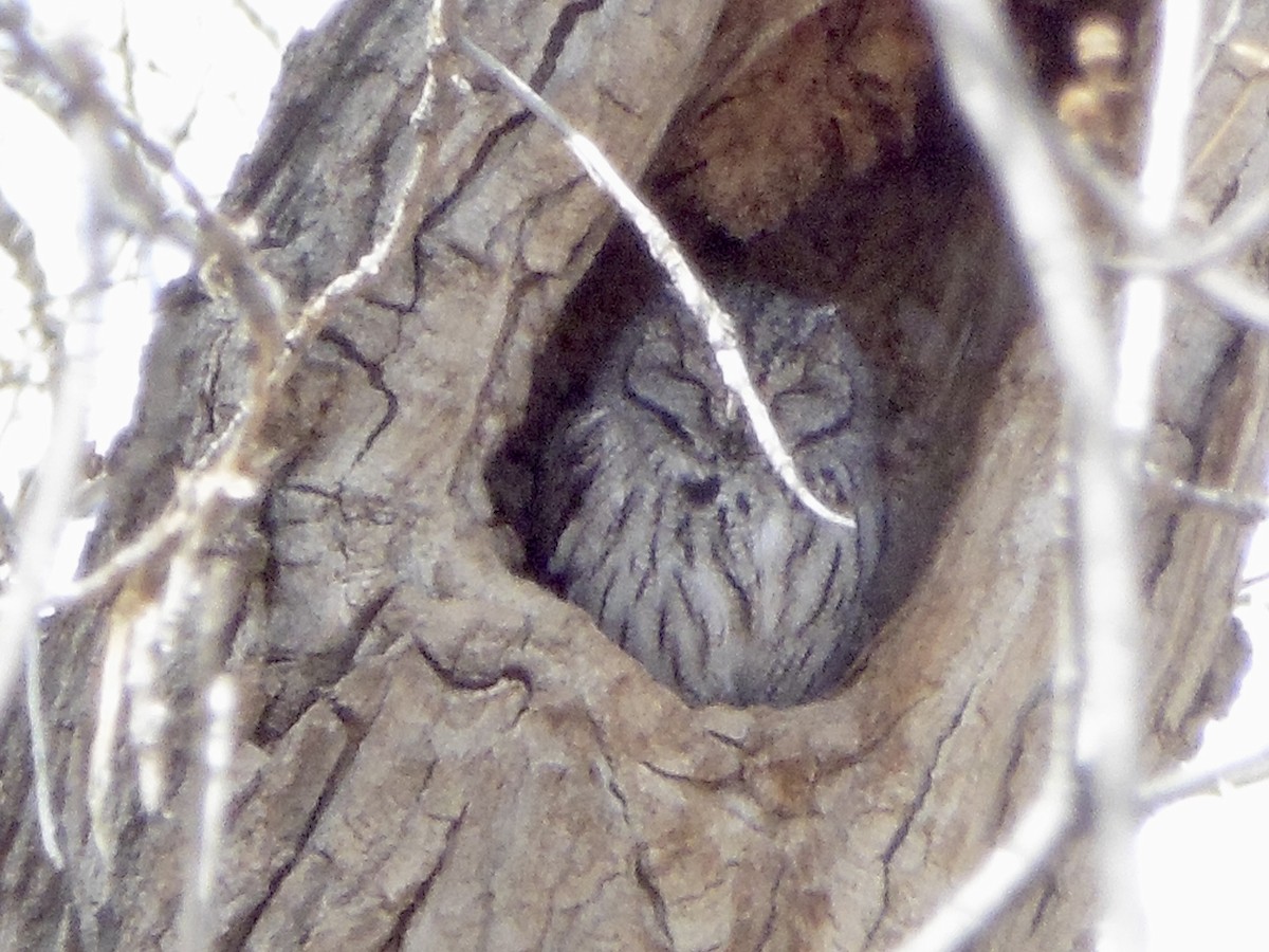 Western Screech-Owl - ML463860921