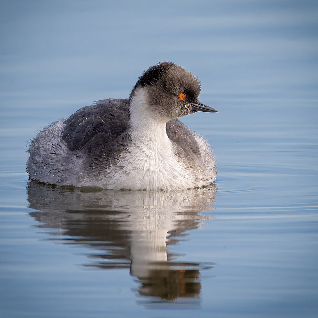 Silvery Grebe - Pvblo Maldo