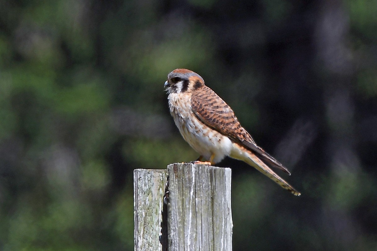 American Kestrel - ML463861621