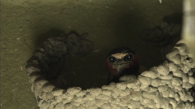 Cliff Swallow - ML463862