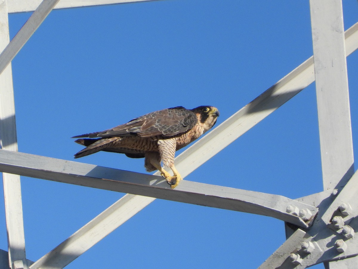 Peregrine Falcon - ML463862741