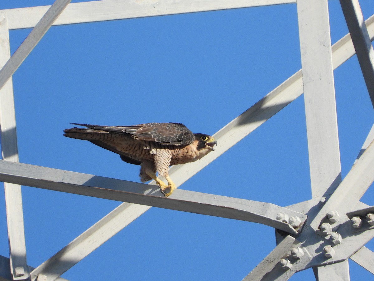 Peregrine Falcon - ML463862771