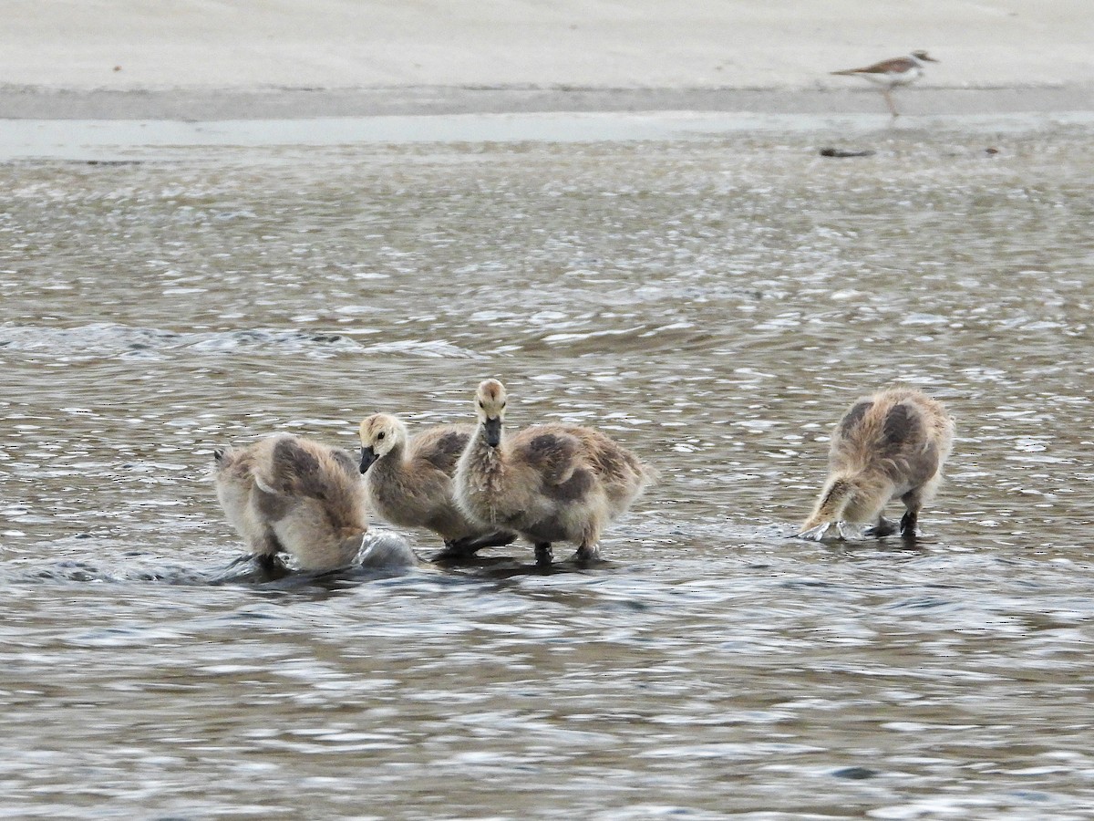 Canada Goose - ML463862791