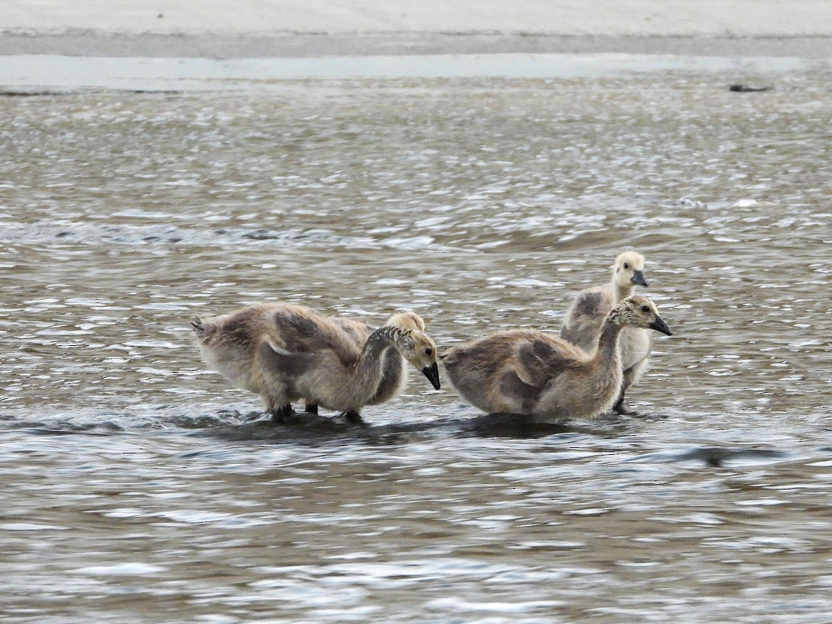 Canada Goose - James Maley