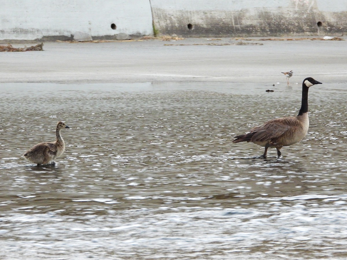 Canada Goose - James Maley