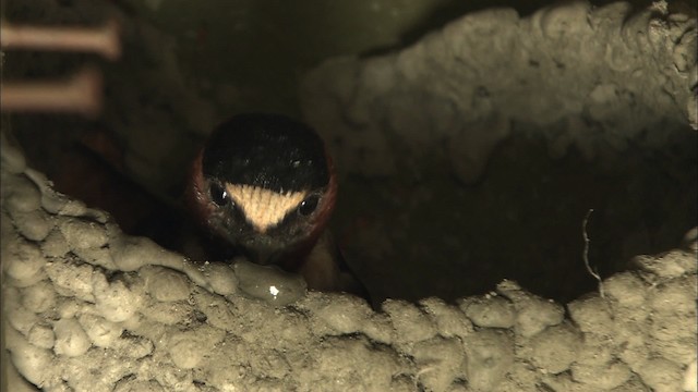 Cliff Swallow - ML463863