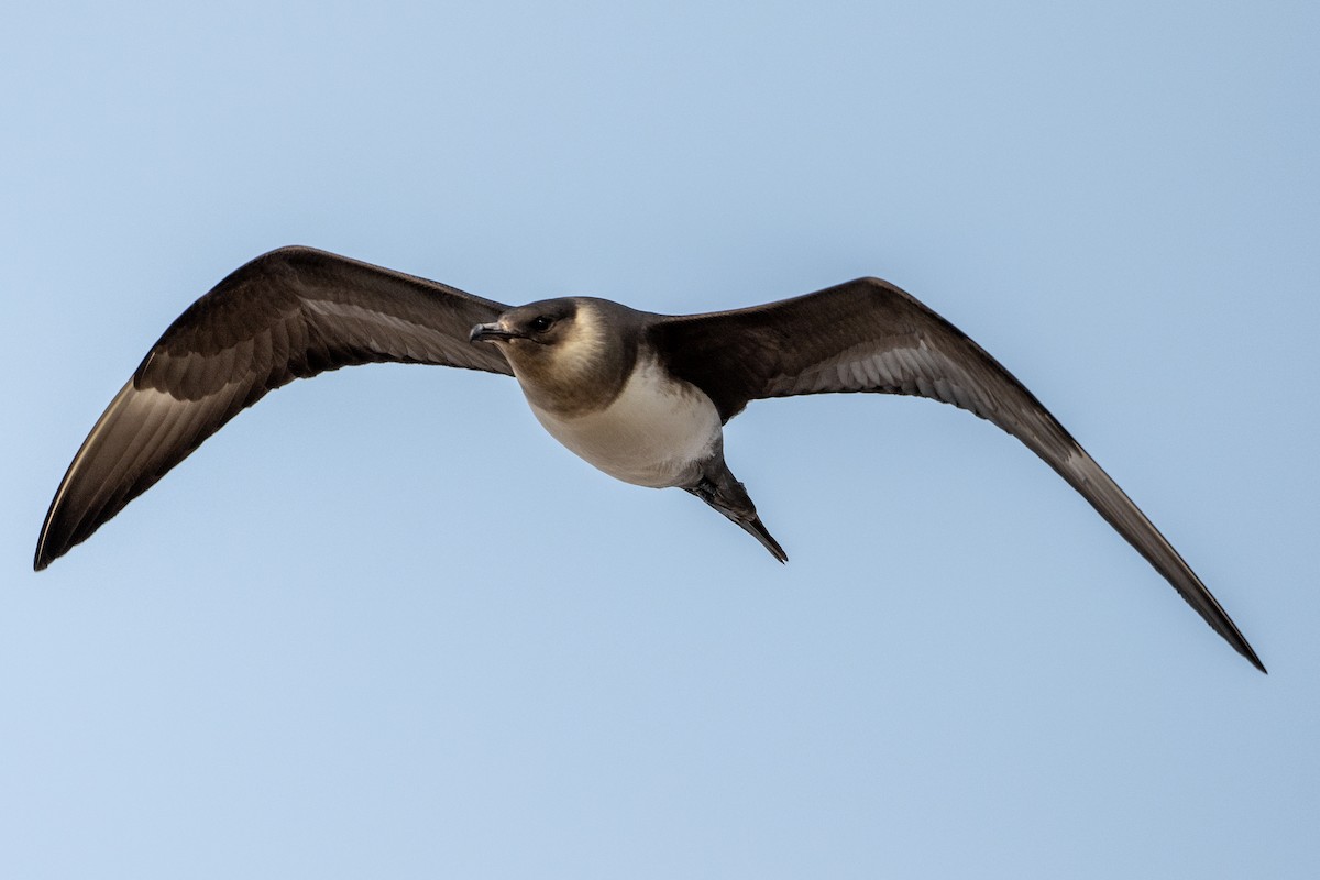 Parasitic Jaeger - ML463863781