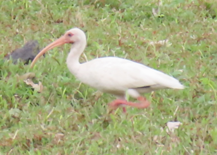 White Ibis - Diego Rocha Lopez