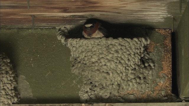 Cliff Swallow - ML463865