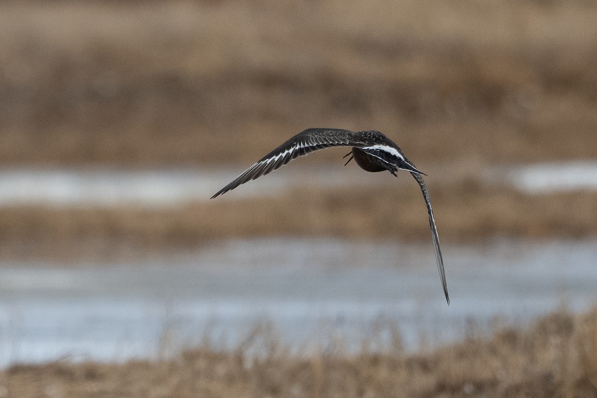 Hudsonian Godwit - ML463865561