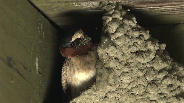 Cliff Swallow - ML463866