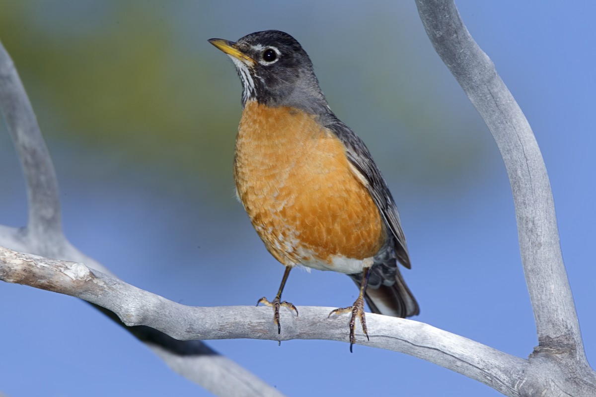 American Robin - ML463866041