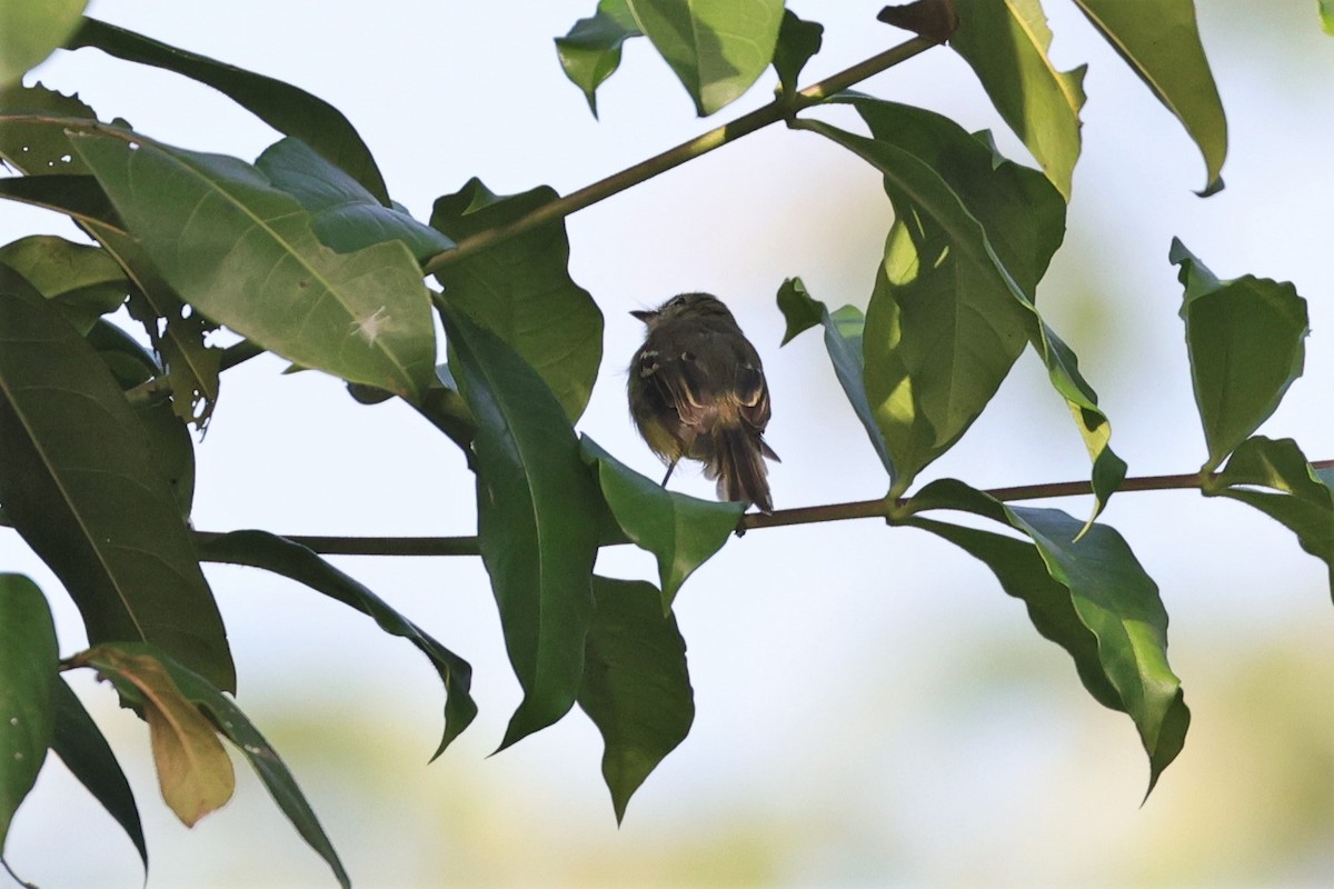 Yellow Tyrannulet - Margareta Wieser