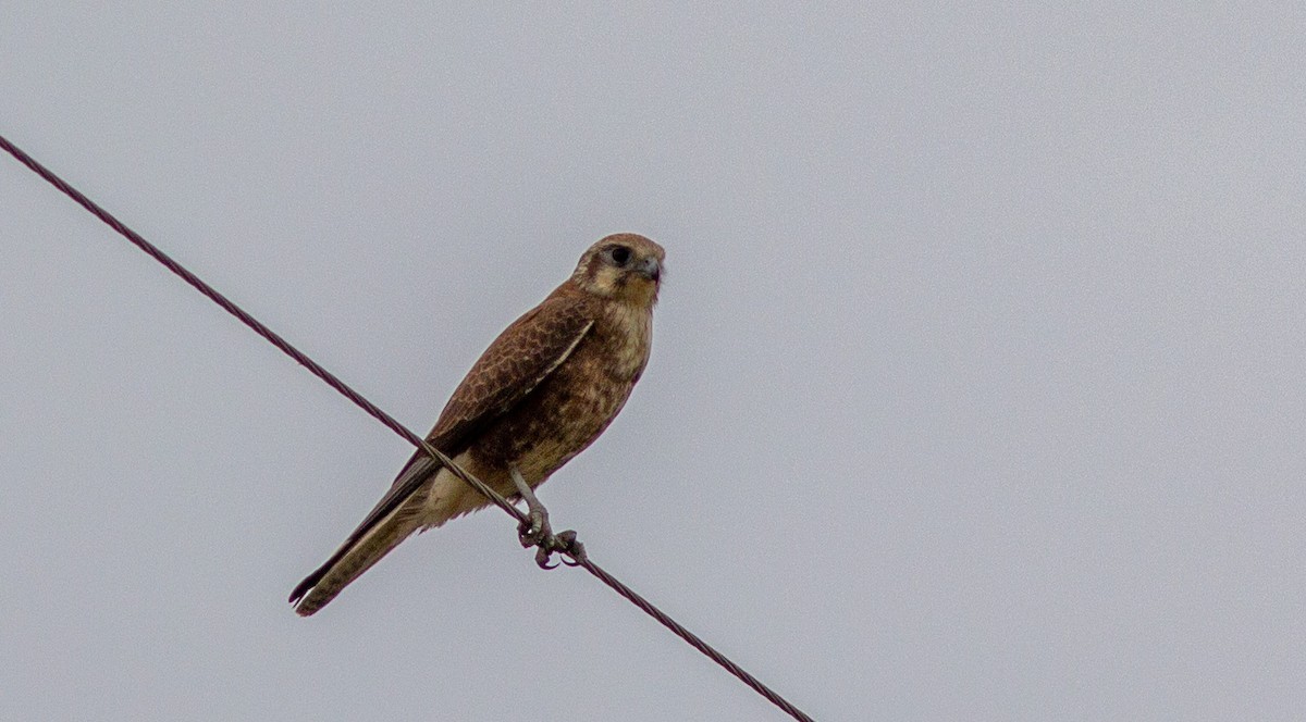 Brown Falcon - ML463867161