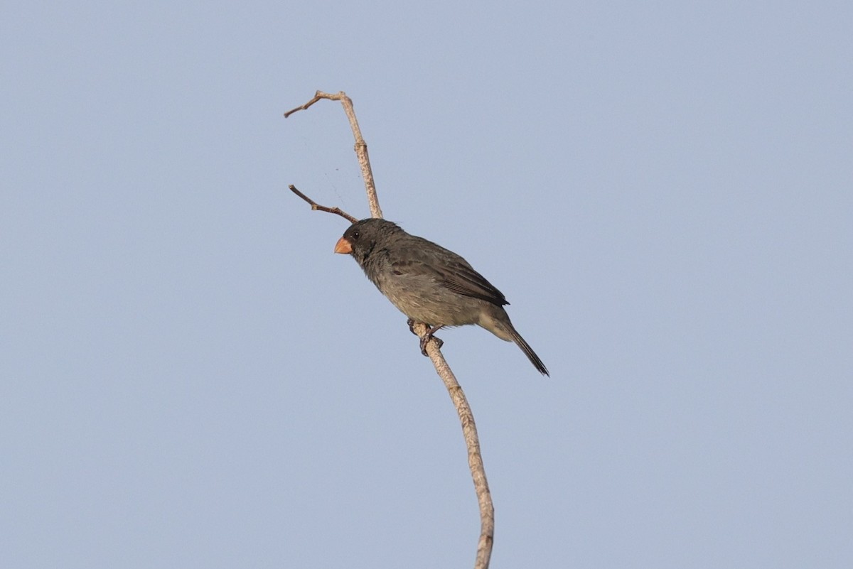 Gray Seedeater - ML463867411