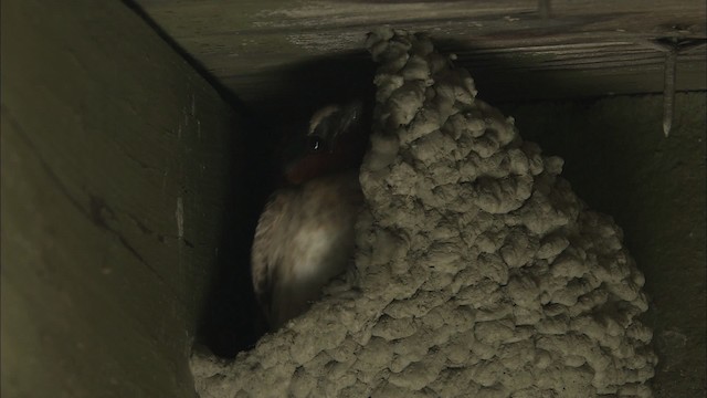 Cliff Swallow - ML463868