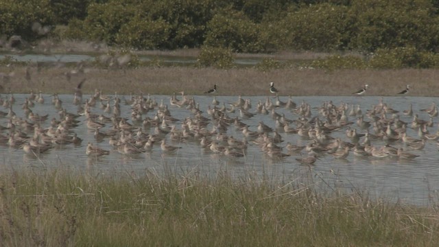 Bar-tailed Godwit - ML463869031