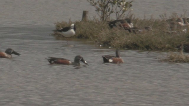 Australasian Shoveler - ML463869821