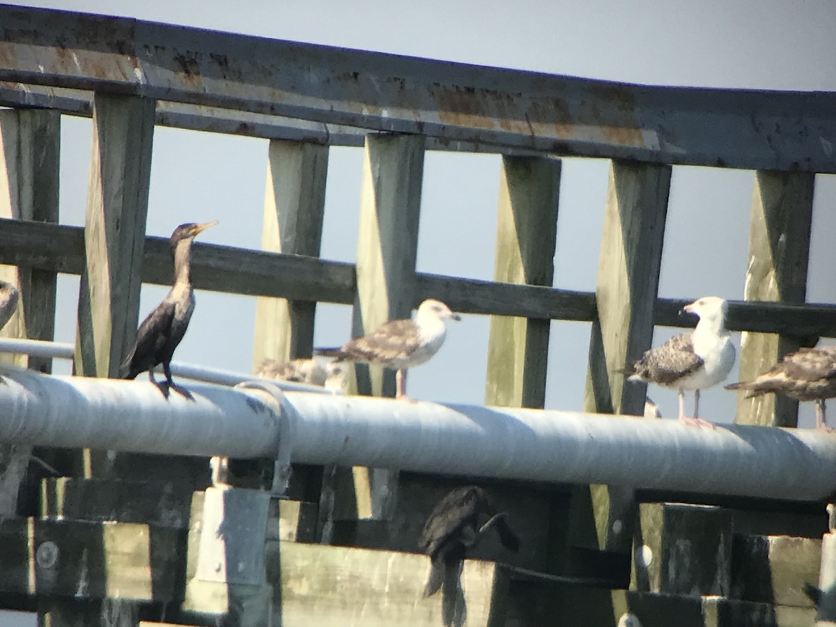 Lesser Black-backed Gull - ML463870471