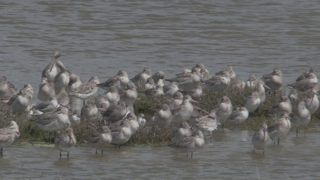 Bar-tailed Godwit - ML463871301