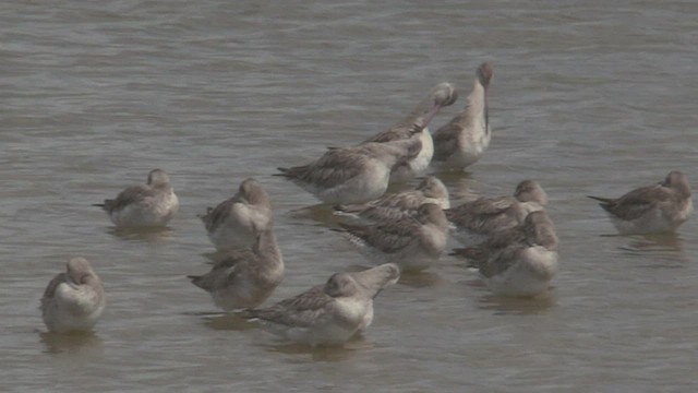 Bar-tailed Godwit - ML463872001