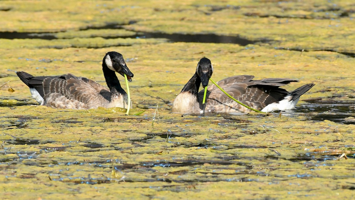 Canada Goose - ML463872731