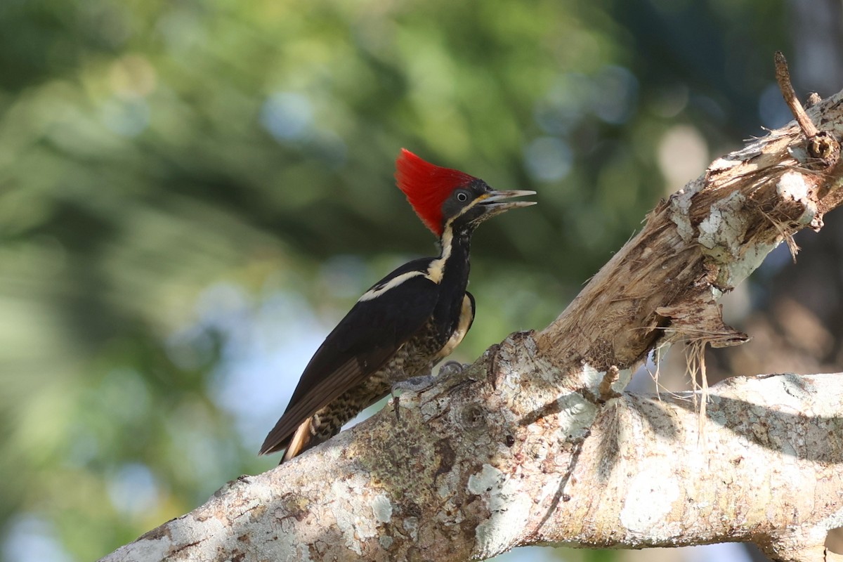 Lineated Woodpecker - ML463872741