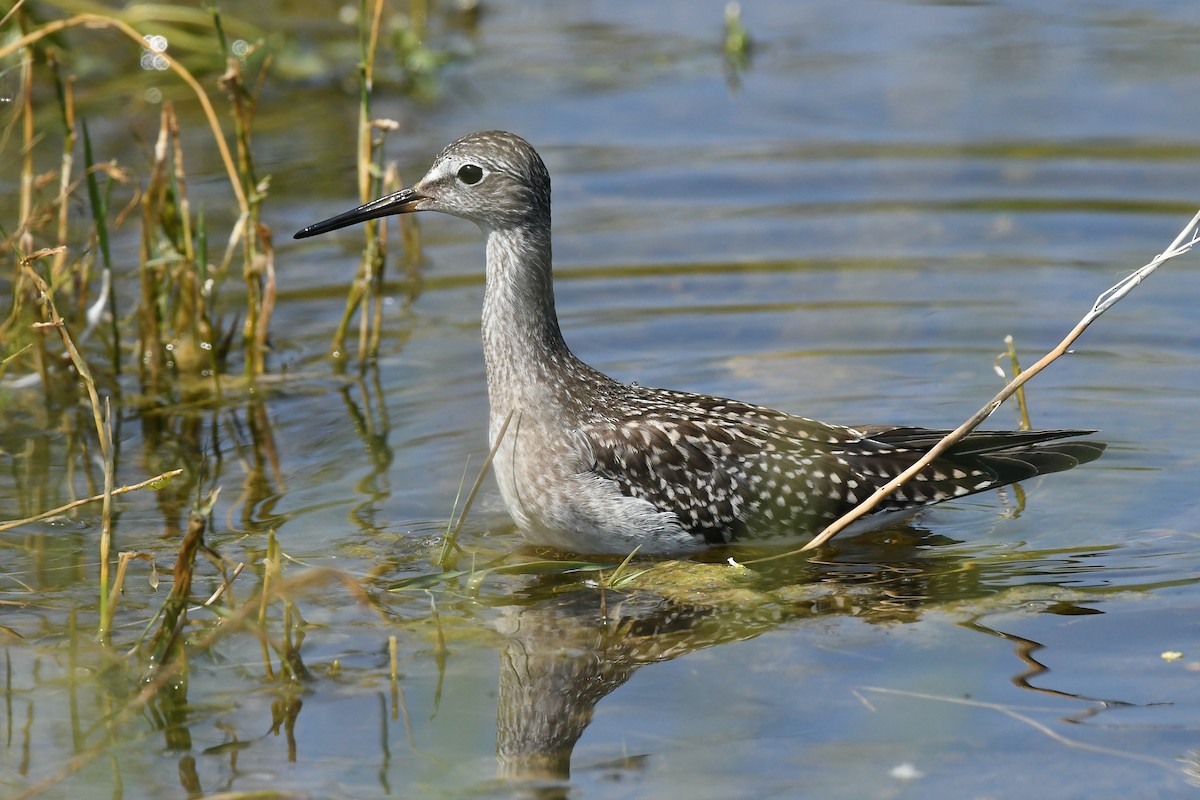 Lesser Yellowlegs - ML463873011