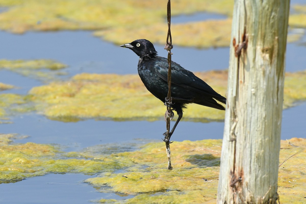 Brewer's Blackbird - ML463873091