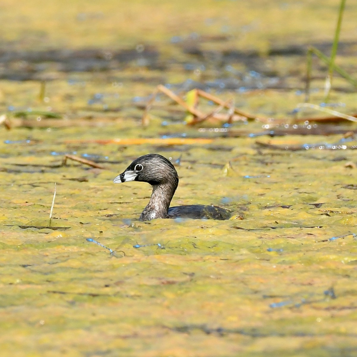 Pied-billed Grebe - ML463873241