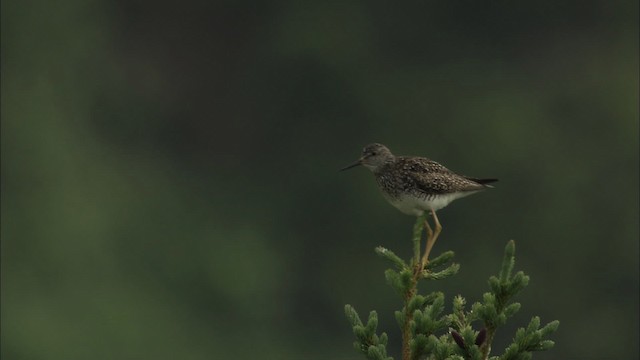 Lesser Yellowlegs - ML463876